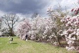 Gdzie kwitną magnolie w Warszawie? Teraz jest najlepszy czas na spacer wśród kwitnących drzew 