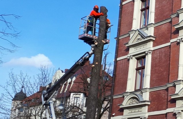 W środę, 30 listopada między godziną 12.00 a 13.00, na ulicy Bankowej miała miejsce ścinka drzewa. W związku z tym kierowcy oraz piesi zmierzający w kierunku Alei Niepodległości przez kilkadziesiąt minut musieli liczyć się z utrudnieniami. Z racji miejsca, akcja ścinania nie odbywała się w trybie standardowym, począwszy od rzazu podcinającego, tylko etapowo od góry. Poszczególne fragmenty drzewa, przy zachowaniu bezpieczeństwa były sprowadzane na dół.

Zobacz również: Zawody drwali Bobrowa 2017. Pojedynek finałowy Mateusz Sitarik - Didier Polanowski


POLECAMY RÓWNIEŻ PAŃSTWA UWADZE:
Ziemia zatrzęsła się w Zielonej Górze. Wiemy, gdzie było epicentrum

