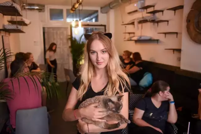 Neko Cafe przy ul. Prostej to pierwsza kocia kawiarnia w Toruniu. Otwarta została w 2019 roku. Kilka dni temu wprowadziła limit wiekowy dla gości. Dzieci poniżej 10. roku życia tu już nie wejdą.