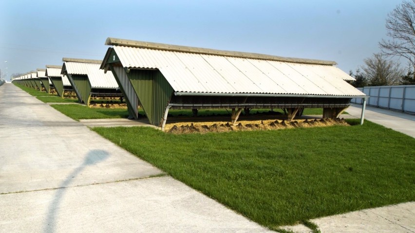 Można zwiedzić fermę norek w Nowogardzie. Hodowcy zwierząt futerkowych w sobotę otwierają fermy