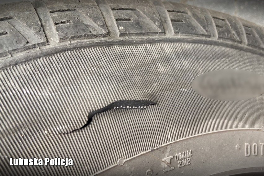 Kiedy sąsiadka zgłosiła ten fakt na policję, ten poprzebijał...