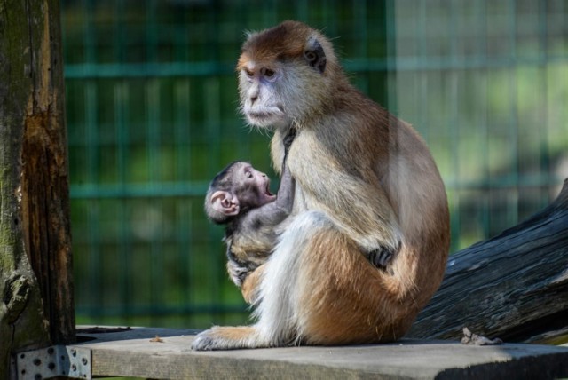 Gdańskie zoo budzi się na wiosnę!