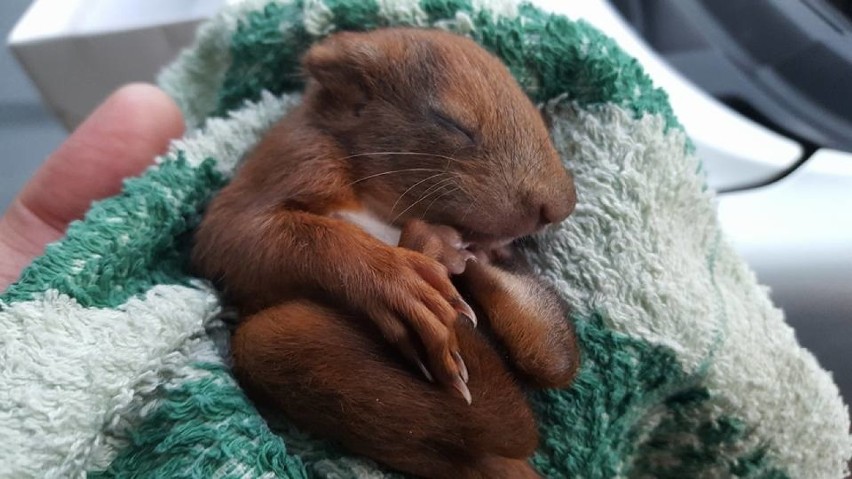 Animal Patrol w niedzielę zaopiekował się małą wiewiórką....