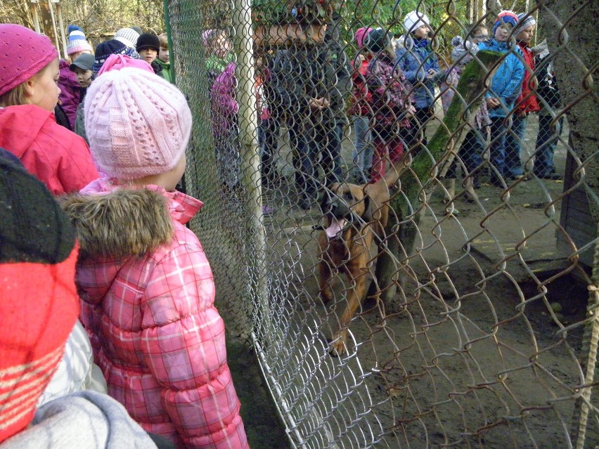 Zbiórka karmy dla kotów i psów w szkole w Czeczewie