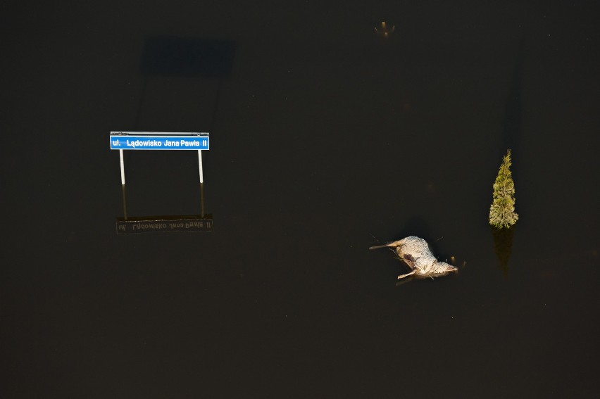 Grand Prix przyznano Kacprowi Kowalskiemu za zdjęcie Powódź...