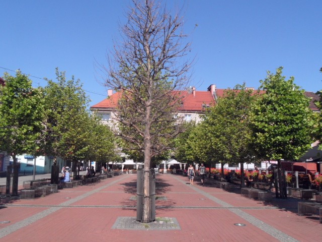 Drzewa na Rynku w Bytomiu