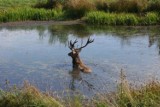 Jeleń wpadł do bagna. Zdopingowany przez leśników, uratował się sam [ZDJĘCIA]