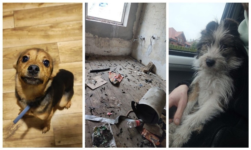 Widoczne na zdjęciu psy głodził mieszkaniec Piaszczyny.