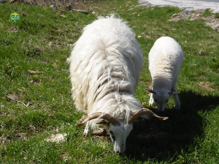 owce w świeradowie zdorju