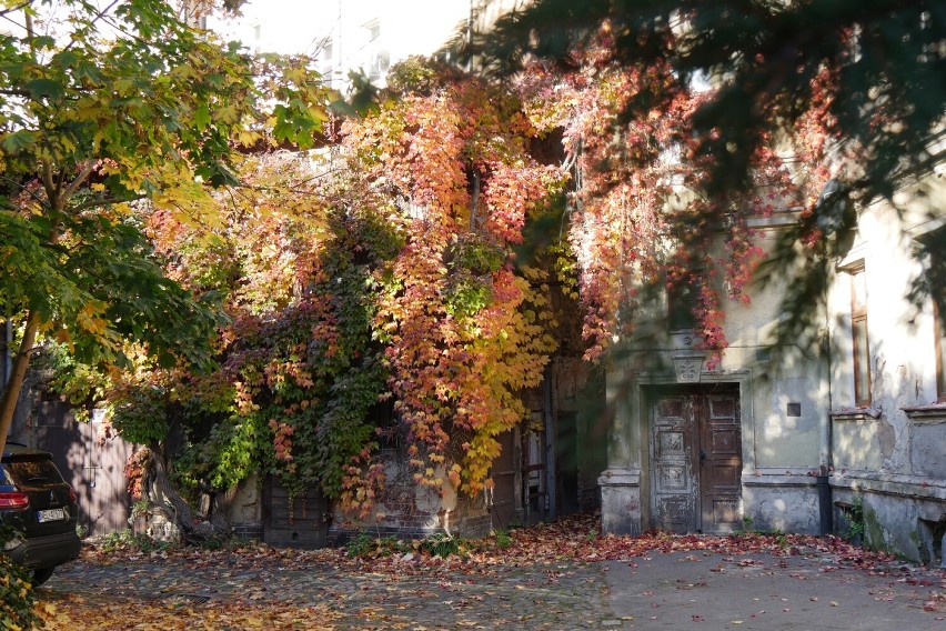Jesienią obrastająca budynki roślinność wybucha kolorami!