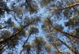 W całej Polsce rozpoczęła się inwentaryzacja lasów państwowych i prywatnych