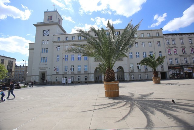 Mieszkańcy Chorzowa czekają na powrót palm na rynek