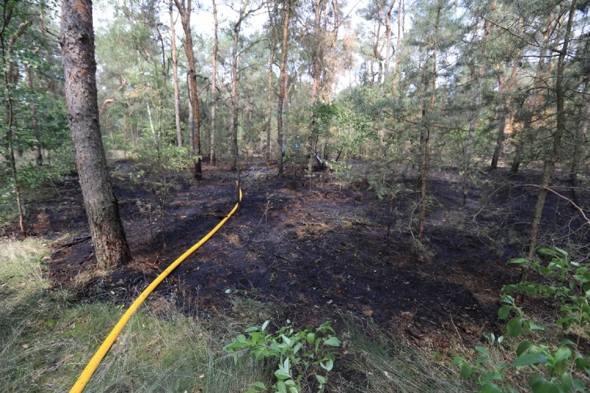 Nie był to jedyny czwartkowy pożar poszycia lasu w Toruniu i...