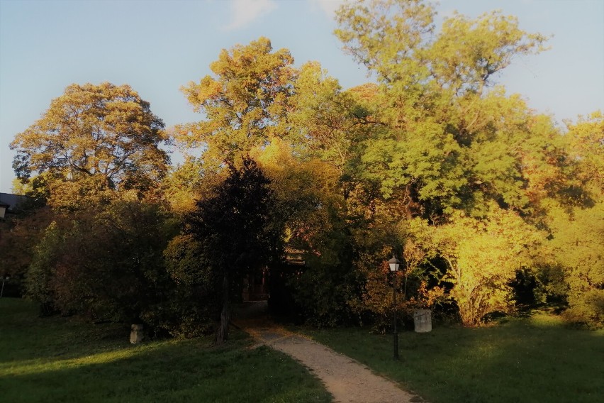 Gołuchów. Złota polska jesień zawitała do parku-arboretum