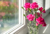 Kwiaty cięte w PRL-u. Goździki były obowiązkowe, ale bukiety robiono też z innych kwiatów. Zobacz, co zdobiło wazony przed laty