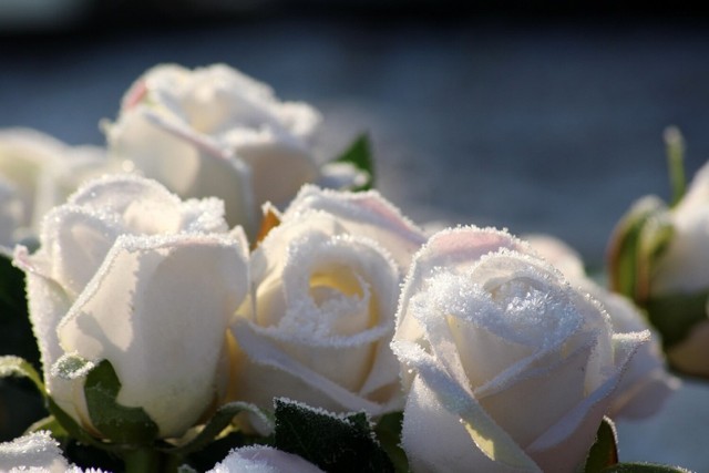 biała róża — kocham cię czystą miłością