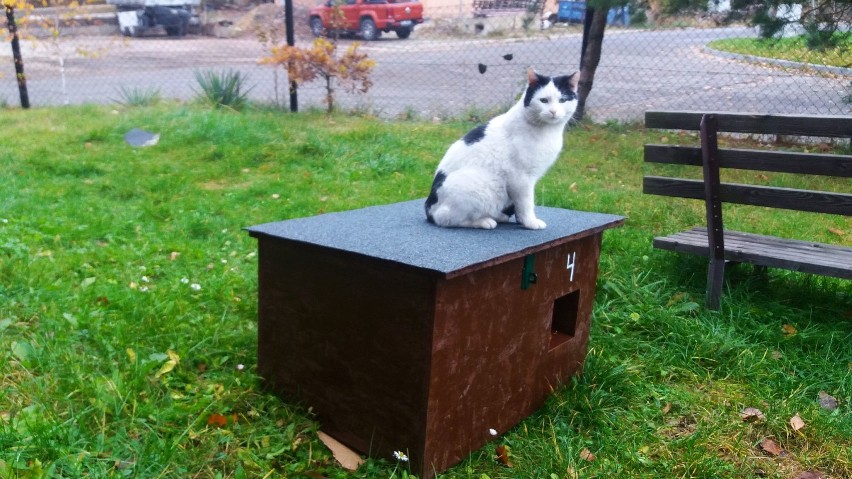 Domki dla kotów w Rybniku w ramach akcji: Rybnik. Dbamy o wszystkich