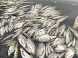 Brzegi jeziora w Wielkopolsce pełne martwych ryb. Dramatyczne zdjęcia! "Łzy cisną się do oczu"
