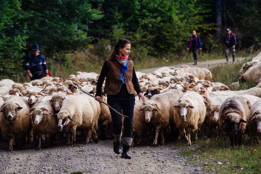 Jesienny redyk z Czarnego do Nowego Targu z setkami owiec. Po Beskidzie Niskim niesie się charakterystyczny dźwięk dzwonków