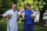 Bociany poszkodowane w wichurze trafiły do lecznicy w Piotrkowie