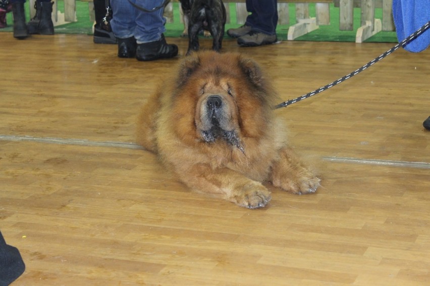 Trzeci dzień głogowskiej wystawy psów (Foto)