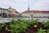 W Oświęcimiu już powiało wiosną, widać ją już w kwietnikach na rynku