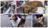 Nowy Sącz. Straż Miejska odłowiła kilkadziesiąt zwierząt. Może ktoś szuka swojego psa lub kota? [STYCZEŃ 2023]