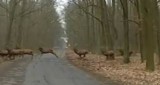 Bliskie spotkanie z naturą! Stado jeleni pod Murowaną Gośliną [WIDEO]