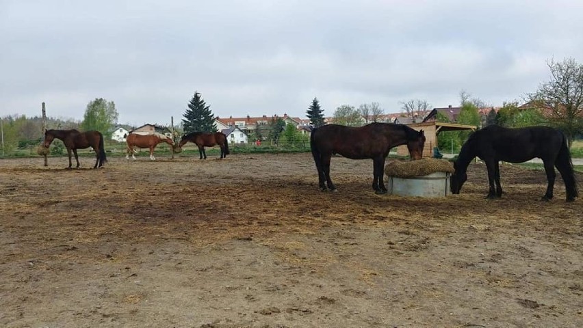 Mieszkańcy wsparli gdyńską stajnię Nara w trudnym czasie epidemii