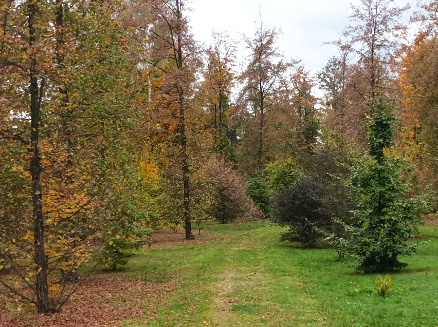 Śląski Ogród Botaniczny w Radzionkowie