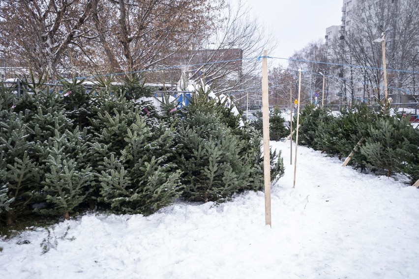 Gdzie kupić choinkę w Warszawie? W tych miejscach możecie nabyć świąteczne drzewko. Jakie są ceny choinek?
