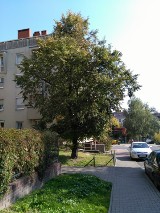 Jesień w Poznaniu - jedno drzewo, wielka zmiana!