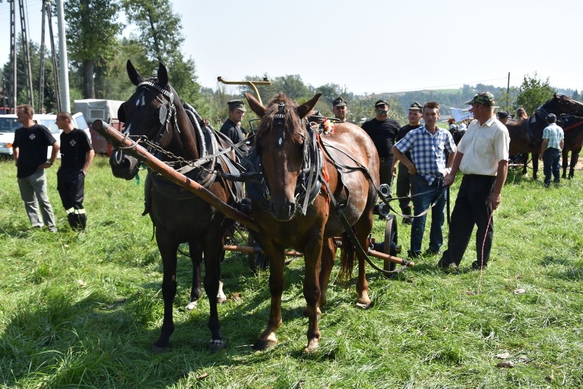 Parada zabytkowych strażackich sikawek konnych przejechała przez Lubczę [ZDJĘCIA]