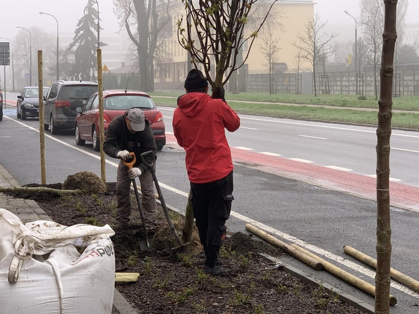 Każde drzewko zostało przebadane przez dendrologa