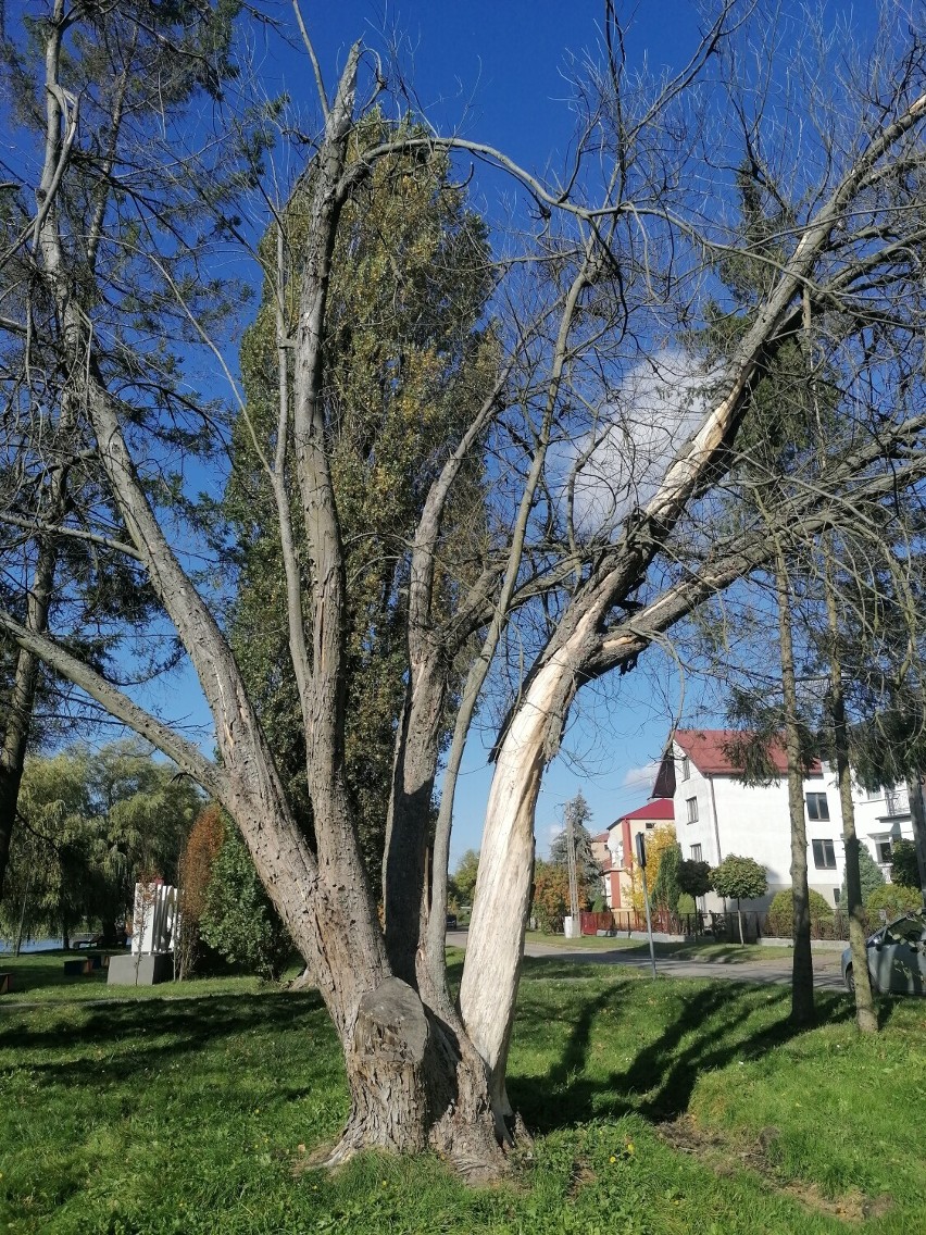 Truciciele drzew w Augustowie. Kto niszczy rośliny nad rzeką Nettą? 