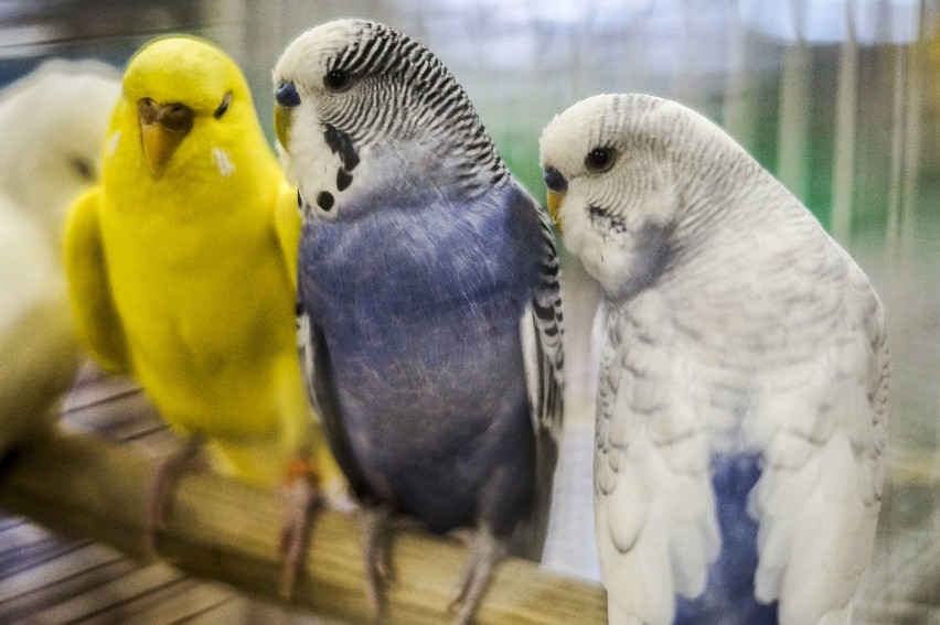 Wystawa ptaków egzotycznych w klubie Rondo w Inowrocławiu [zdjęcia]