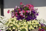 Najlepsze kwiaty na słoneczny balkon. Poznaj rośliny, które nie boją się upału! Zobacz, co posadzić na balkonie od południa lub zachodu