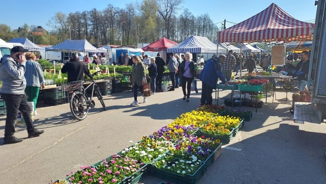 Bardzo dużo osób wybrało się w niedzielę, 23 kwietnia na targ w Ostrowcu Świętokrzyskim. Chętnie kupujemy ogórki, rzodkiewkę i sadzonki.