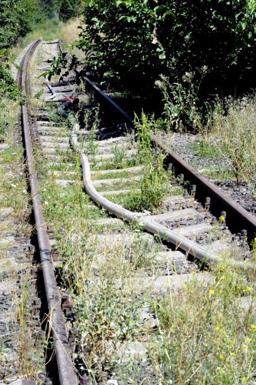 GMINA KOŚCIAN. Pożar traw w pobliżu Sierakowa. Nie wykluczone, że to podpalenie [ZDJĘCIA]