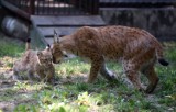 Pożegnanie Lata w zoo w Łodzi