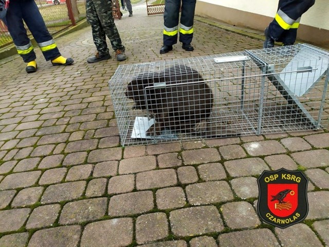 Kobietę przewieziono do szpitala, a zwierzę zabrały odpowiedni służby