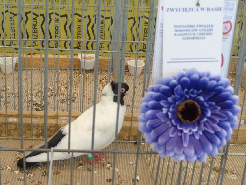 MTP - wystawa ptactwa