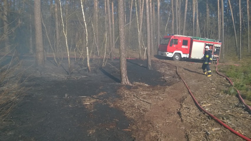 Pożar lasu na Salni