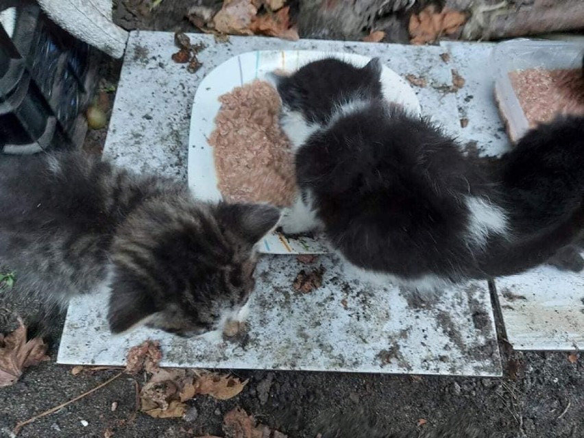 Stowarzyszenie Kocia Łapka pilnie szuka domu tymczasowego dla 4 kociąt, które zostały znalezione na ogródkach działkowych