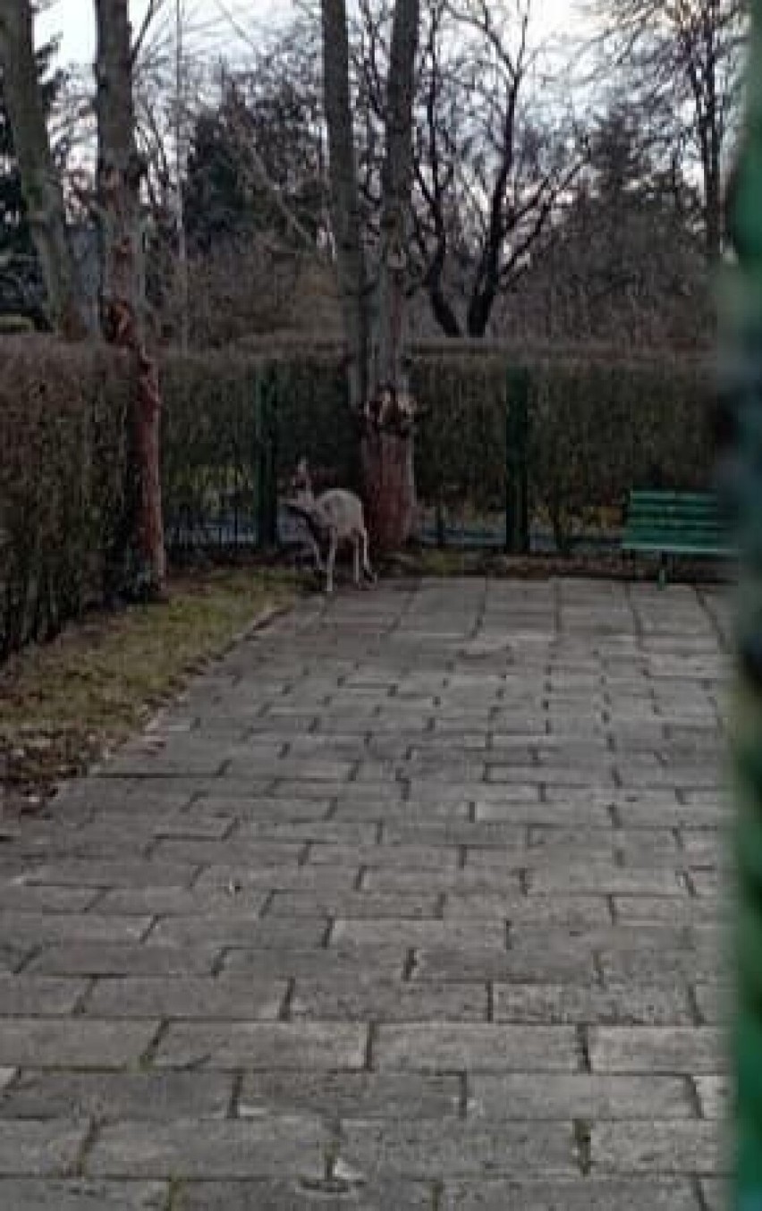 Ranna sarna w centrum Kielc. Straż Miejska uratowała zwierzę - zobacz zdjęcia