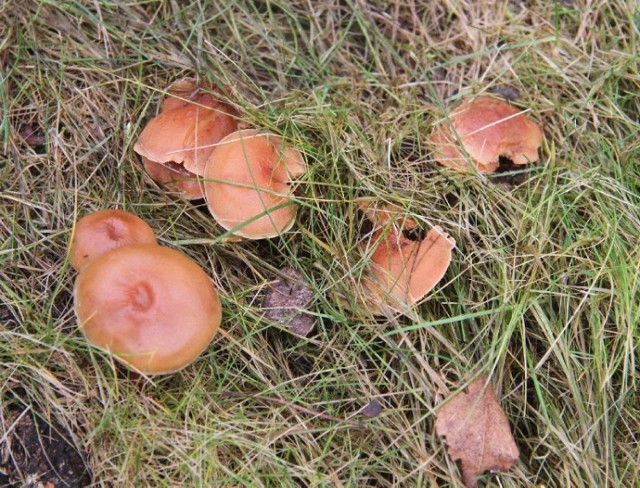 Dorodne kapelusze grzybów wyglądają z zielonej, wegetującej nadal trawy na terenie ogródków działkowych Zielona Dolina koło Masłowa.
