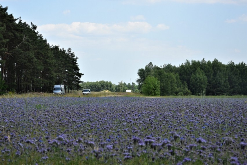 Faceliowe pole w gminie Zbąszyń pszczoły odwiedzają je od...