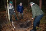 Przyrodnicy z Parku Krajobrazowego Mierzeja Wiślana oraz grzybiarze uratowali uwięzionego daniela