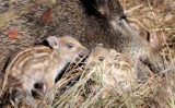 Bliskie spotkanie ze stadem dzików w zielonogórskiej Dolinie Gęśnika. Czytelniczka: byłam przekonana, że to są moje ostatnie chwile życia