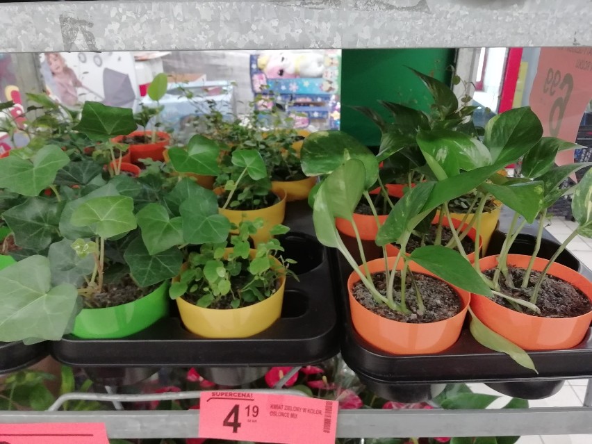 Rośliny w sklepie Biedronka